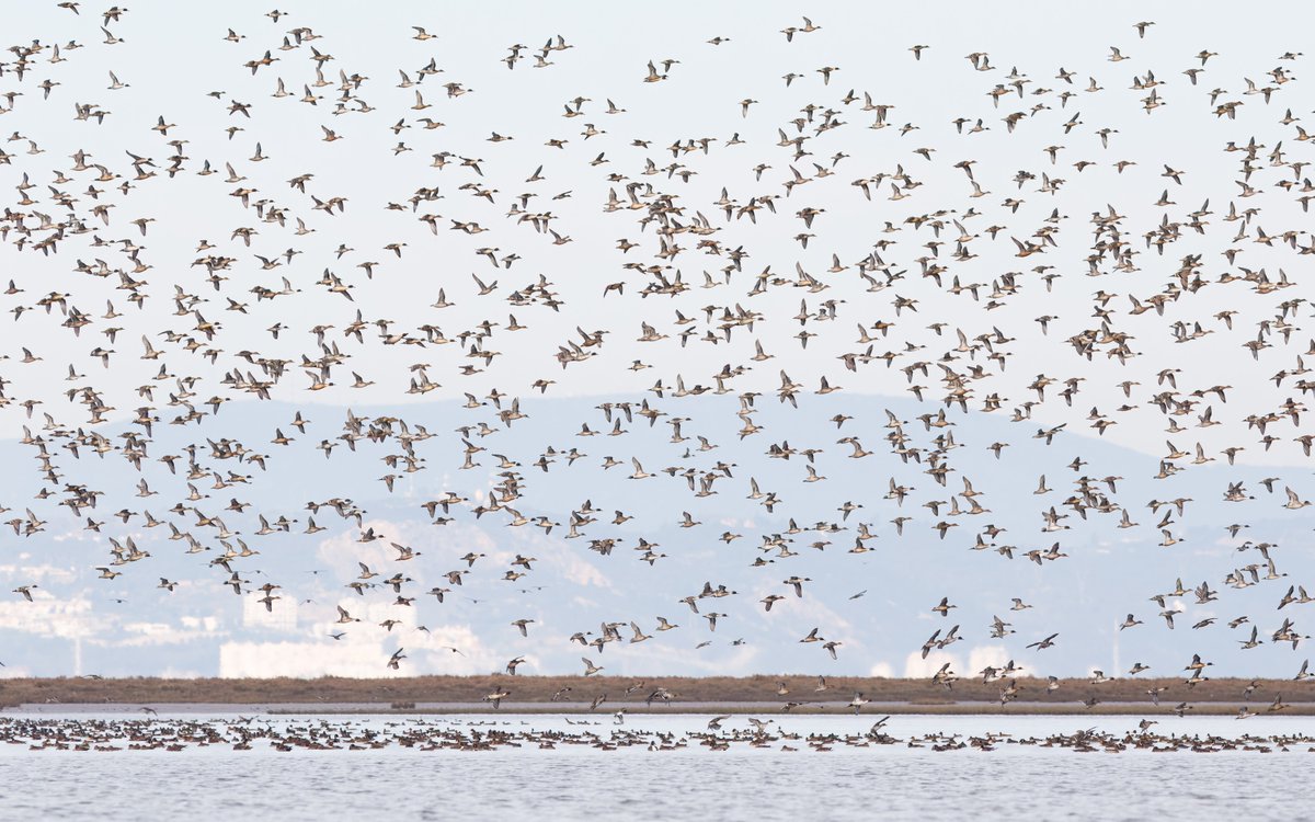 A few pictures from the past month around Alcochete, Portugal—right by the iconic Tagus Estuary! Spoiler: lots of ringed birds! 😉

Meanwhile trying not to get too distracted from my project on flyway-scale habitat use of waders <a href="/eco_flyway/">Eco Flyway</a> with <a href="/JoaoRBelo1/">JoaoRBelo</a>!
