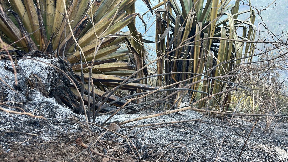 Caracol_Cali's tweet photo. Naturaleza muerta es lo que ha dejado el incendio forestal que se presentó desde la noche de este martes 21 de marzo, en el corregimiento Los Andes, vía a Pichindé, zona rural de Cali. https://t.co/lLU2b4hLxB