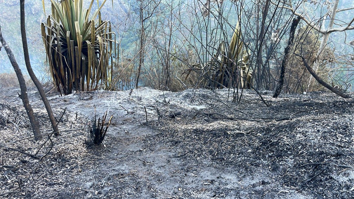Naturaleza muerta es lo que ha dejado el incendio forestal que se presentó desde la noche de este martes 21 de marzo, en el corregimiento Los Andes, vía a Pichindé, zona rural de Cali.