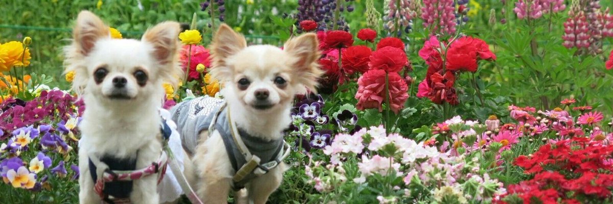 Yukiko Mari (@mariyukiko80589) on Twitter photo 