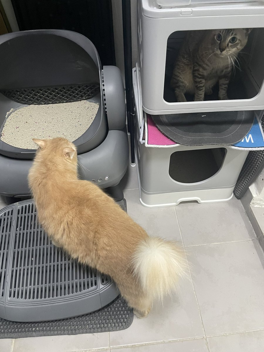 skhalilahmn_'s tweet photo. @yemmeow Best sangat pakai neakasa punya i dah pakai setahun 🥰 Sangat memudahkan kerja ye. https://t.co/g4pmHwn8sL