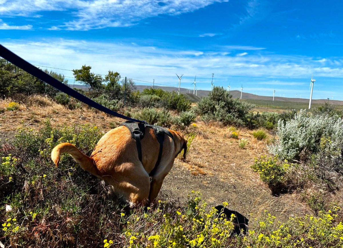 "Tell me, what is it you plan to do with your one wild and precious life?" -Mary Oliver

#poopingpooches #life #labrador #dogs #dogsonadventures #sunset #pajamas