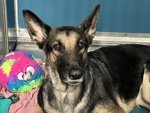 MeowMiya88's tweet photo. 📢🗽🇺🇲Please RT🚨 
29 #NYC #cats #dogs need to be rescued by 12pm Saturday January 25⏳ 
🆘️EUTH AT RISK BECAUSE ABANDONED🆘️ 
Adoption/Foster/Transport inquiries📲 
Adopt@nycacc.org MLDsavingnycdogs@gmail.com Nycurgentcats@gmail.com Info@amsterdog.org 
https://t.co/CoGBeXMAXM https://t.co/HKOvjdUtUJ