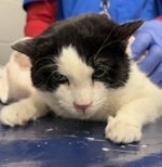 MeowMiya88's tweet photo. 📢🗽🇺🇲Please RT🚨 
29 #NYC #cats #dogs need to be rescued by 12pm Saturday January 25⏳ 
🆘️EUTH AT RISK BECAUSE ABANDONED🆘️ 
Adoption/Foster/Transport inquiries📲 
Adopt@nycacc.org MLDsavingnycdogs@gmail.com Nycurgentcats@gmail.com Info@amsterdog.org 
https://t.co/CoGBeXMAXM https://t.co/HKOvjdUtUJ