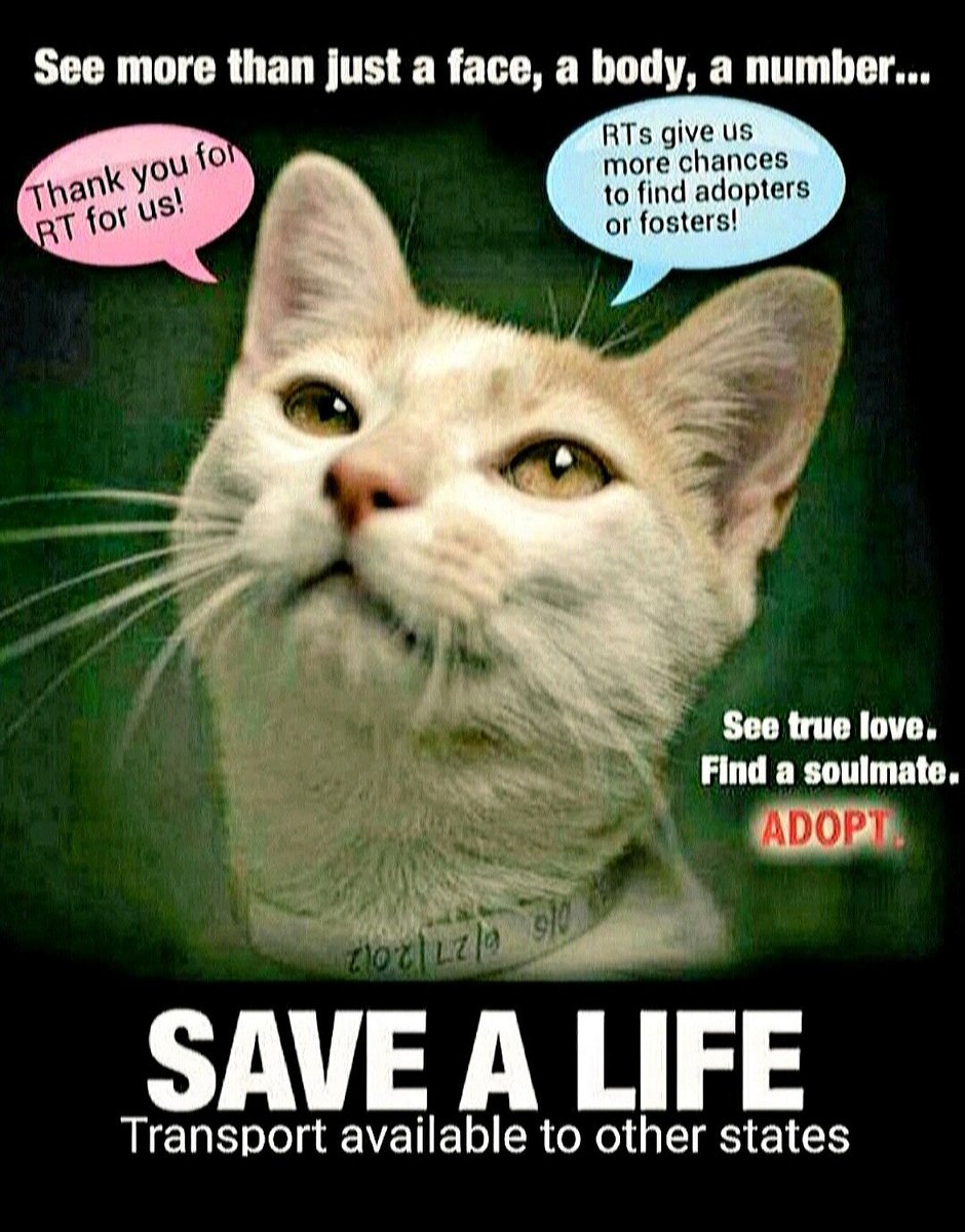 MeowMiya88's tweet photo. 🆘️🆘️🆘️🆘️🆘️🆘️#NYC #cats #dogs EUTH AT RISK BECAUSE ABANDONED AND HOMELESS 🆘️🆘️🆘️🆘️🆘️📢🗽🇺🇲⏳🚨😿🐶❄💔 https://t.co/TyOebOWyeV
