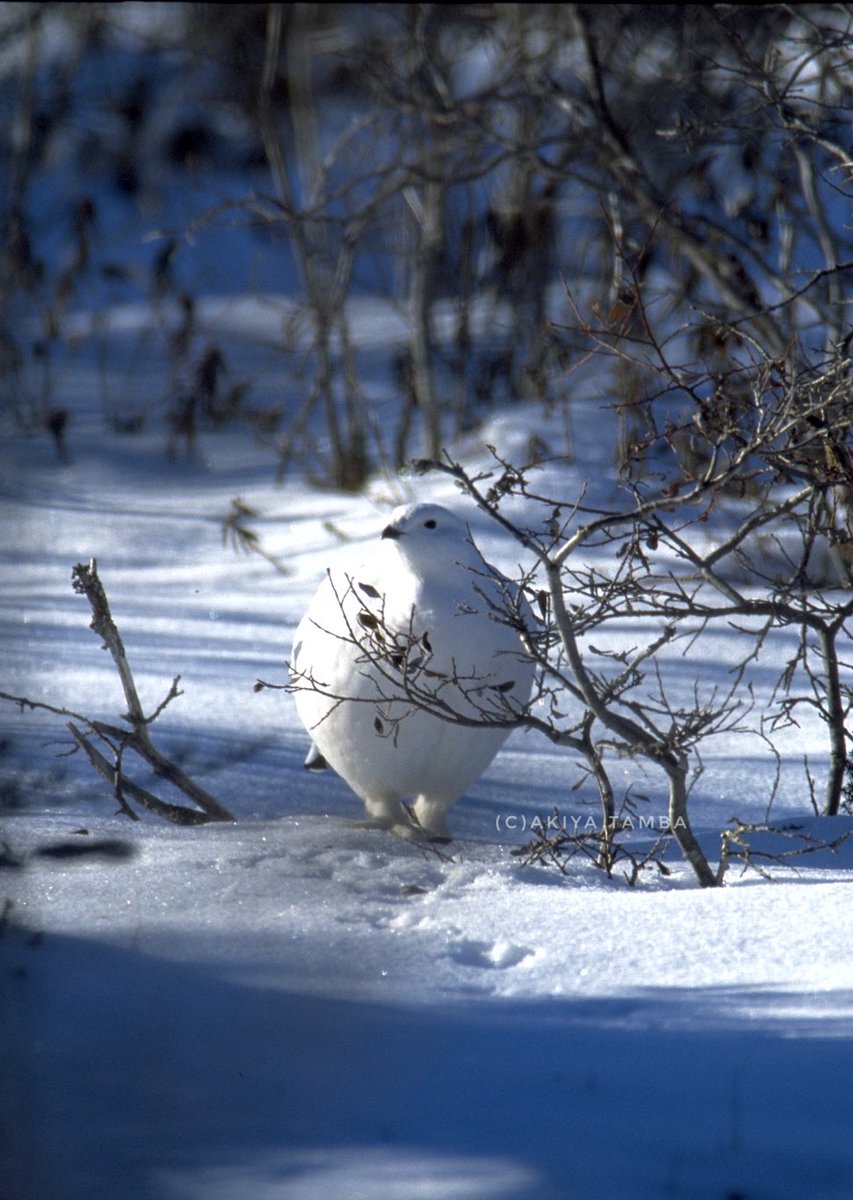 AkiyaTamba's tweet photo. まだまだ真冬！冷えるねぇ…

#ライチョウ #雷鳥 #ptarmigan #Willowptarmigan #wildlife #birds #arctic #hudsonbay #subarctic #canada https://t.co/UmH3Hq6hWP