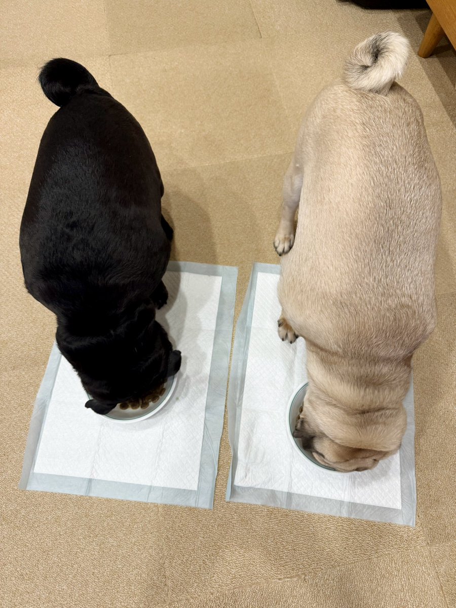 mangoo1535's tweet photo. 半年で立派に成長した赤ちゃんパグ
現在パグ美7歳10キロ、パグ丸生後10ヶ月12キロ
#パグ
#dog https://t.co/LQt8ht1f4Q