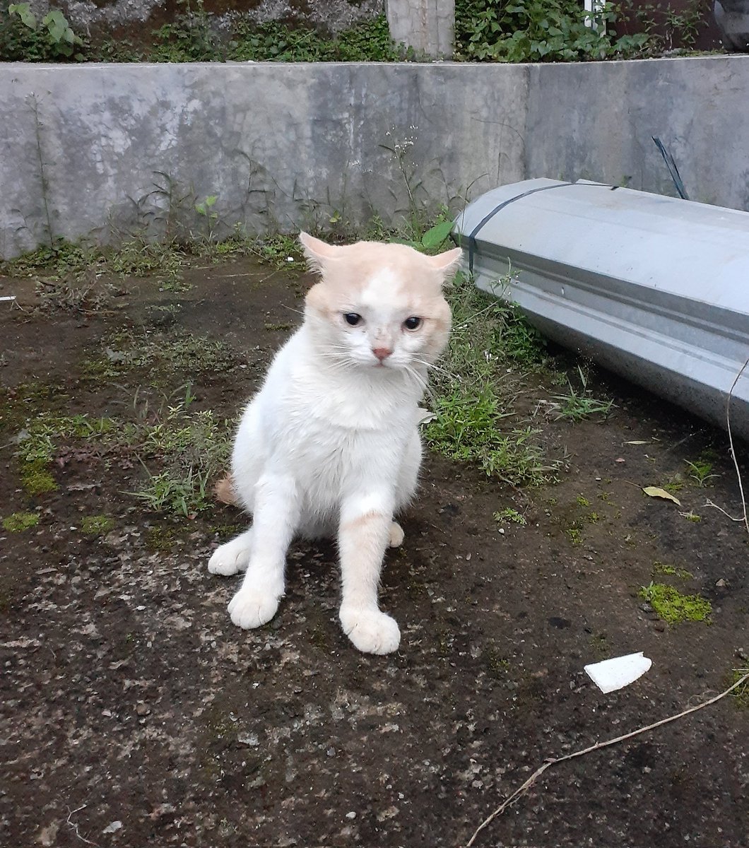 pap dulu agar pagimu hepi kiyowo