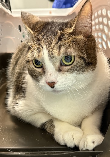 NYC's DEATH ROW CATS tweet media