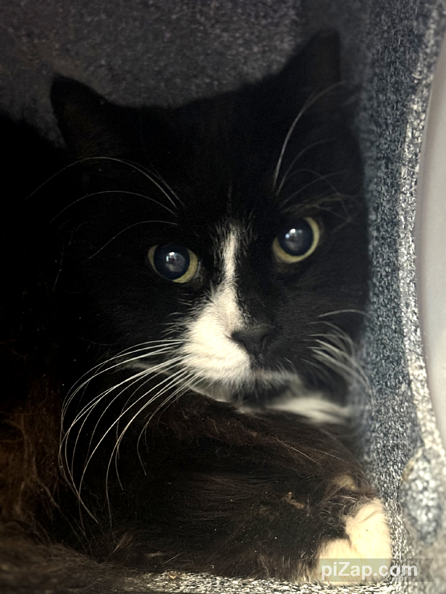 NYC's DEATH ROW CATS tweet media
