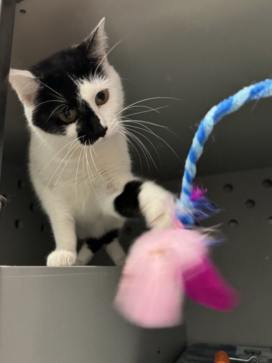 NYC's DEATH ROW CATS tweet media