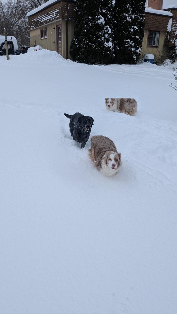mgsmallz's tweet photo. We got a heroic dose of snow here #yesmichigan https://t.co/DQ89F8sE4C