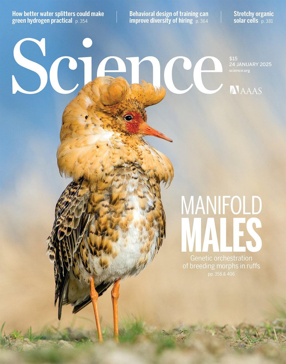 A single gene underlies male mating morphs in ruff sandpipers, a new Science study finds. The results show how evolutionary changes in a single gene's structure, sequence, and regulation can drive significant diversity within a single species. 

Learn more in our latest issue: