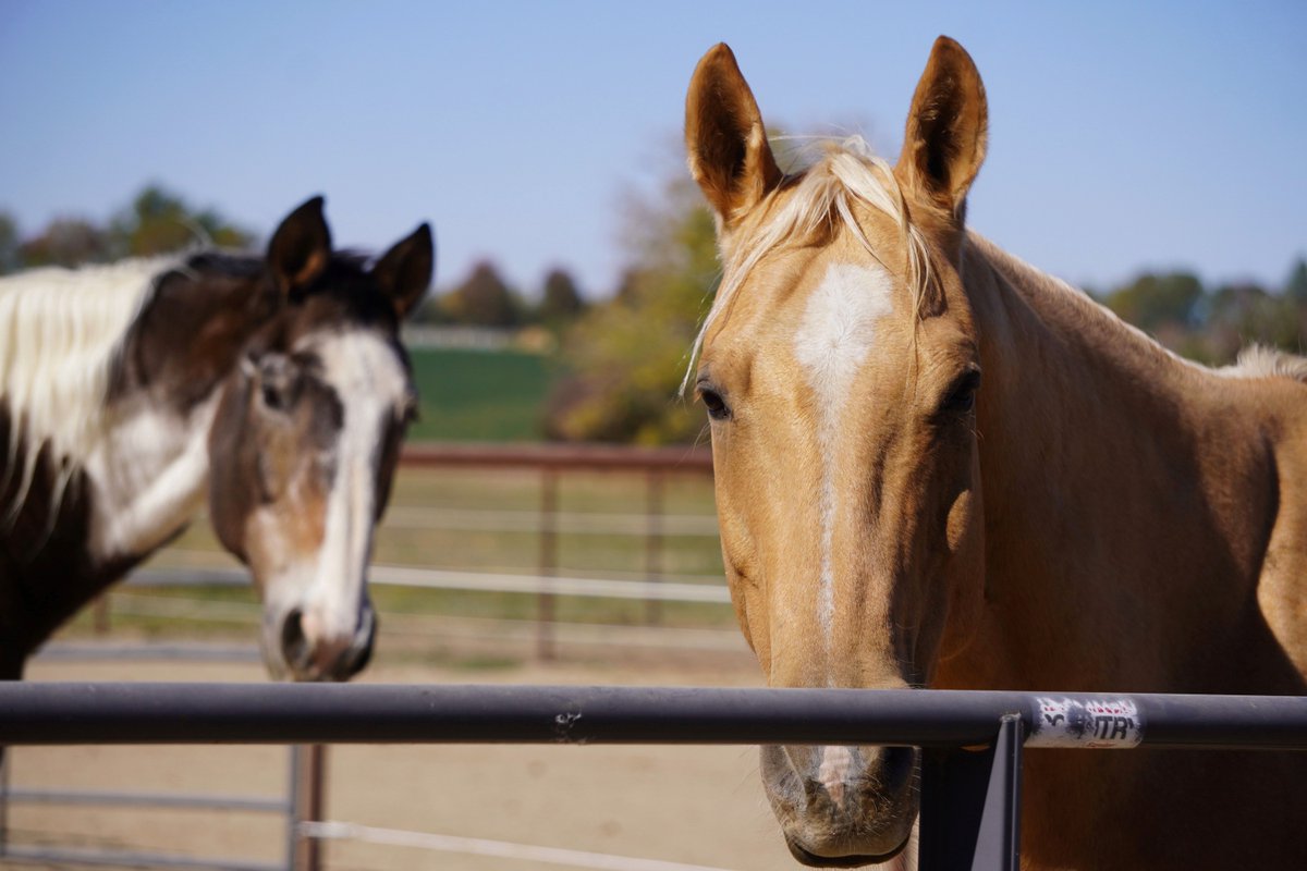 HETRA's tweet photo. We’re on the lookout for two special #herd members to join us! If you know of a horse that might be a great addition to our team, please fill out this form: https://t.co/Z1ABqdXVGo

Thank you for helping us find the next members of our #HETRAfamily! ❤️🐴 https://t.co/dsWgBCxPjt