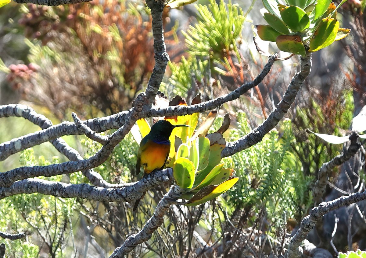 Matt Eade (@_matteade) on Twitter photo A brief day on Cape Point before transferring to Durban tomorrow for the Flock resulted in lots of species, all of which I saw on my very first foreign trip with <a href="/cw_glanfield/">Chris Glanfield 🐝</a> in 2011, but mostly all new for Em. A brief day on Cape Point before transferring to Durban tomorrow for the Flock resulted in lots of species, all of which I saw on my very first foreign trip with <a href="/cw_glanfield/">Chris Glanfield 🐝</a> in 2011, but mostly all new for Em.