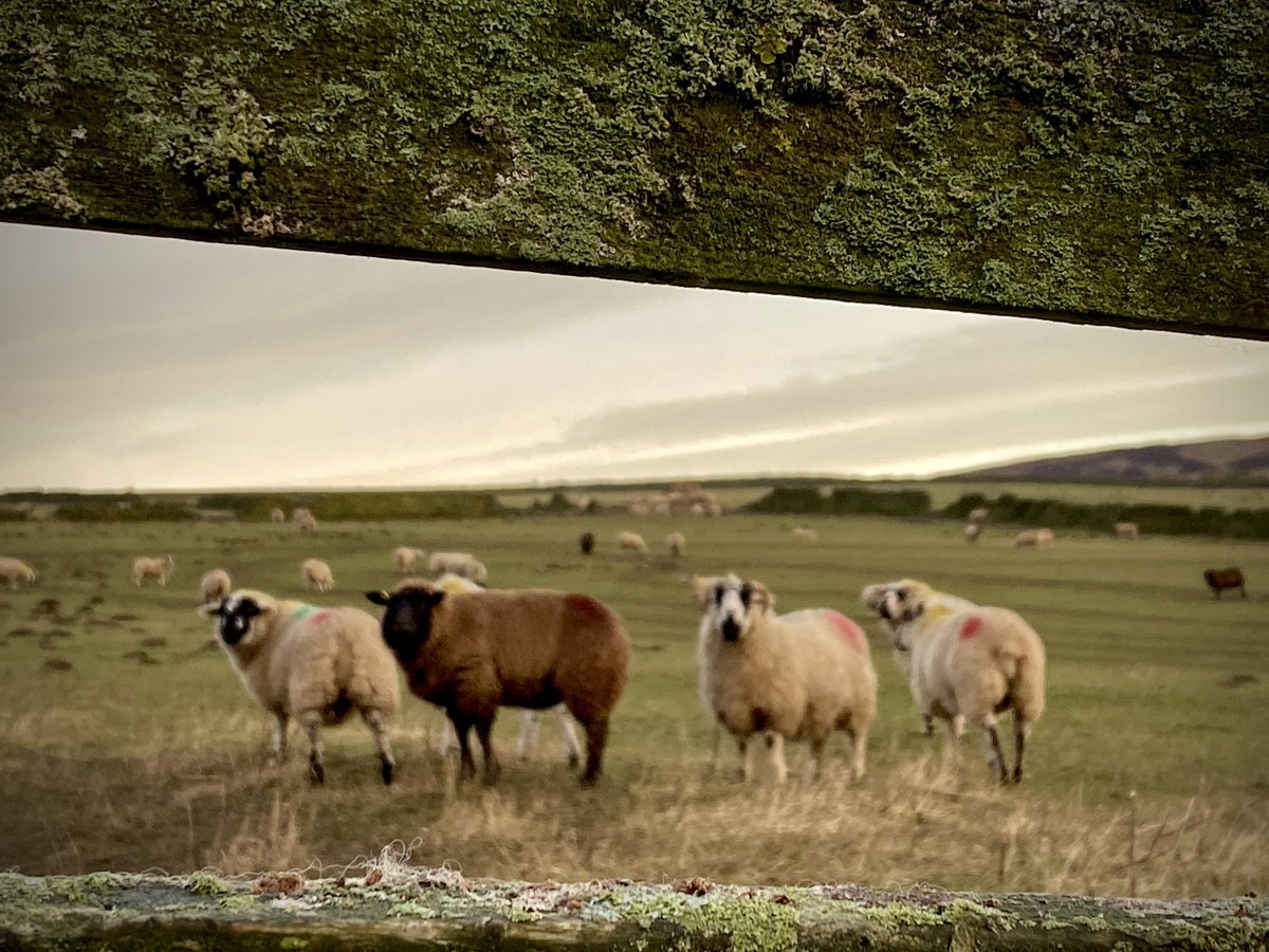 Stephen Morrison tweet media