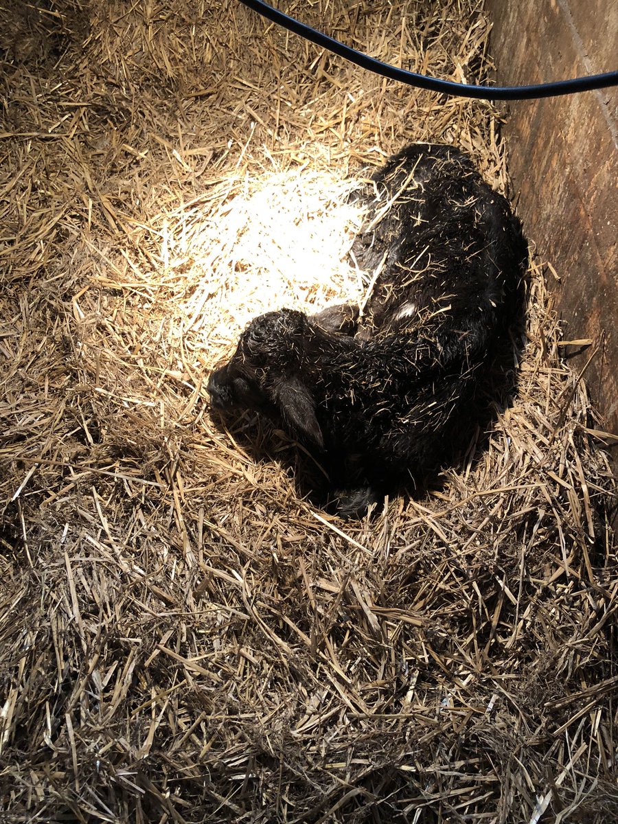 Scotty MacSqueezenickel tweet media