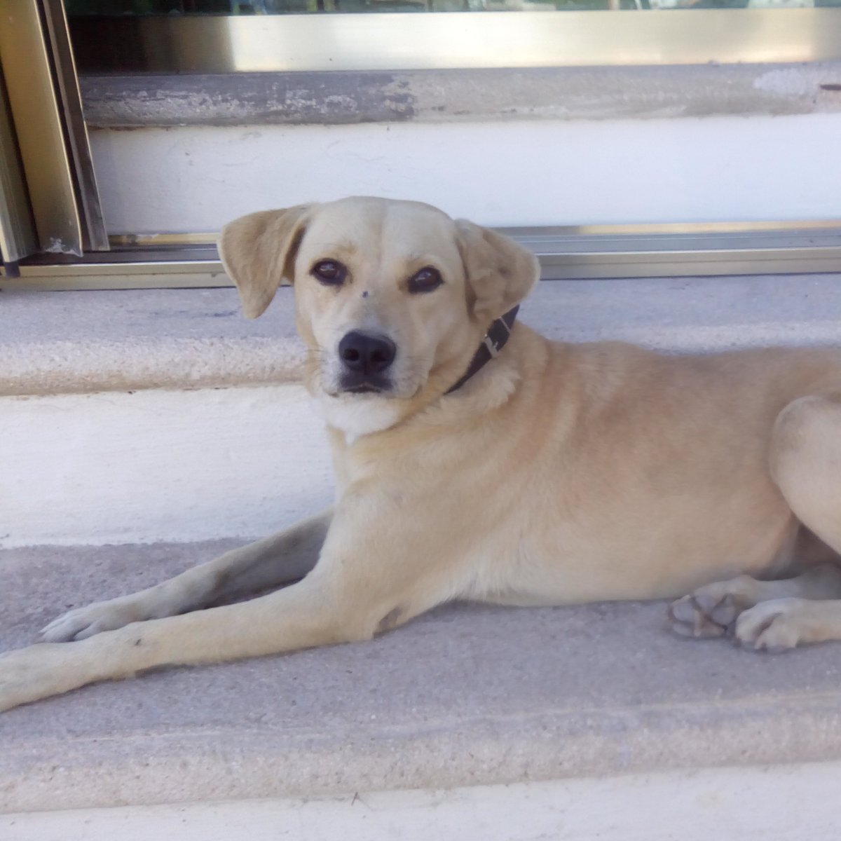 JPTheStrayDog's tweet image. - &quot;Be careful with that stray dog.&quot;
- &quot;Does he bite?&quot;
- &quot;No, he judges at you.&quot;

#judgmental #dogs