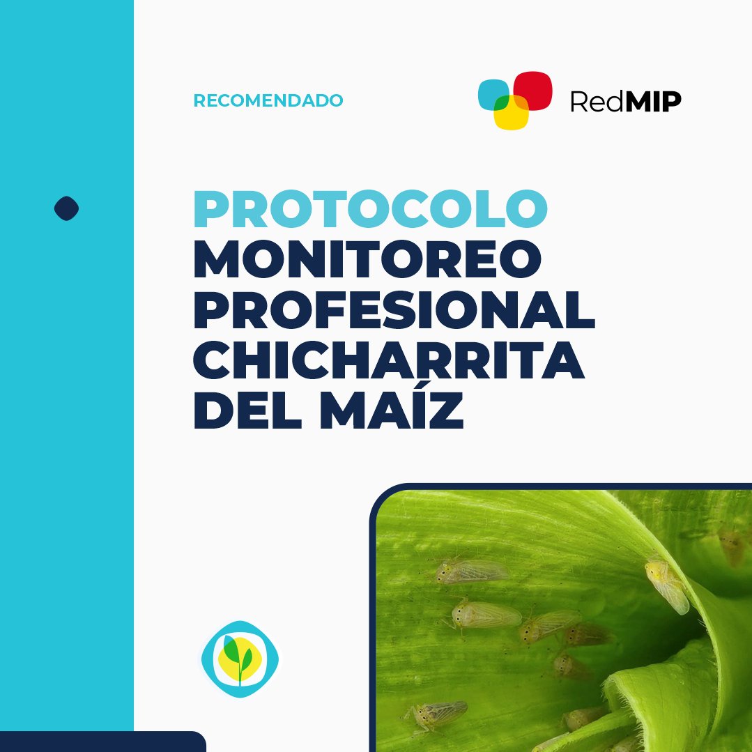 AAPPCE's tweet photo. #ChicharritaDelMaíz, un insecto al que no podemos perder de vista .🔍 🌽
AAPPCE, mediante su #RedMIP, elaboró un protocolo de monitoreo profesional a campo. 📄 Una herramienta clave para fortalecer la capacidad del manejo del insecto.
Descargalo acá 👉 https://t.co/vRATFZCqm7 https://t.co/ahXcFI2wwg