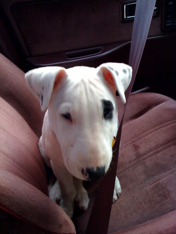 @fastmissile.bsky.social tweet media