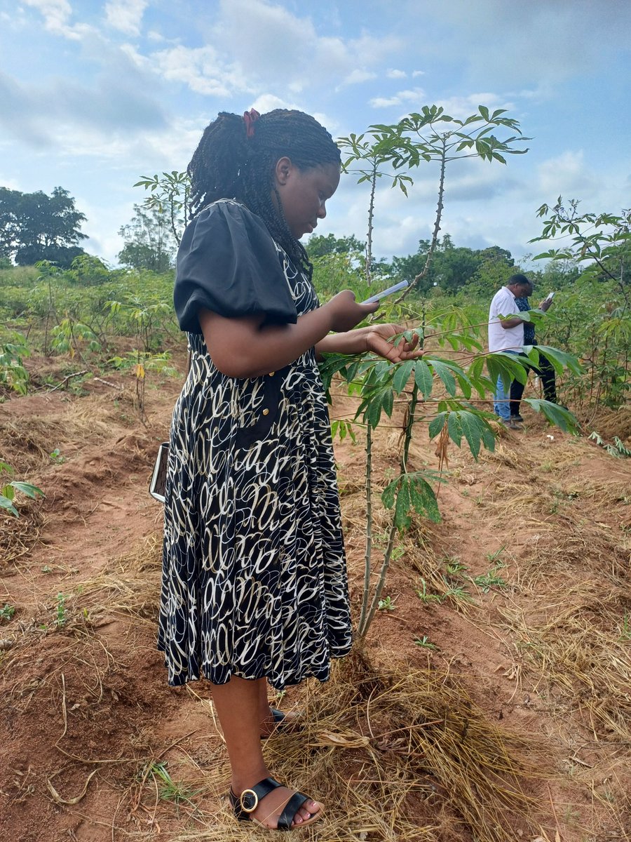 On the day 3 of the training, Participants were actively engaged in practical sessions using PlantVillage Application in the field..  guided by Neema from IITA.