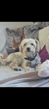 millypod1's tweet photo. 🆘22 JAN 2025 #Lost SWEETIE #ScanMe
Cream Yorkshire Terrier Cross Female
Green Lane #Rusper #Horsham #WestSussex #RH12 https://t.co/qrMqYf3WO6 https://t.co/wYzJdatKqD