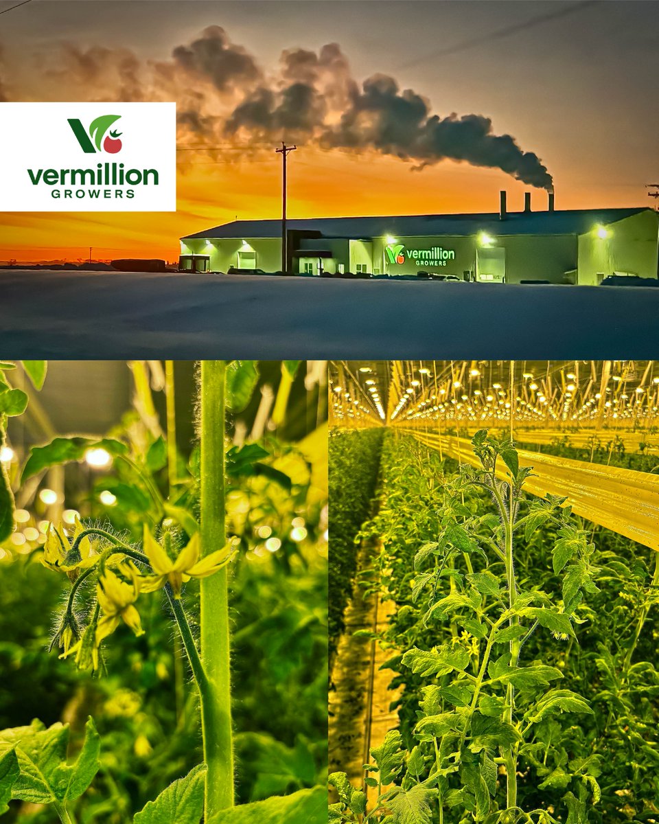 Winter can’t last forever! Here is a bit of summer for you all!