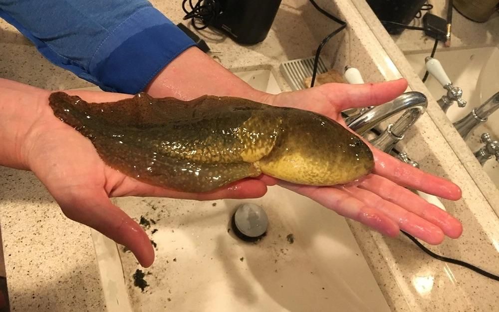 Rainmaker1973's tweet photo. This massive tadpole, called Goliath, was found in Arizona and was estimated to be about 3 years old. 

It’s unable to change into a frog because of hormonal imbalances, possibly caused by pollution.

[📸 Earyn McGee]
https://t.co/7ozu8JWVJC
