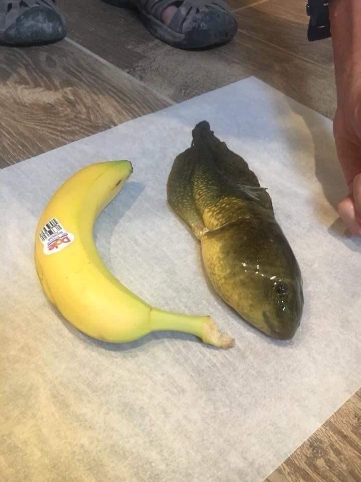This massive tadpole, called Goliath, was found in Arizona and was estimated to be about 3 years old. 

It’s unable to change into a frog because of hormonal imbalances, possibly caused by pollution.

[📸 Earyn McGee]