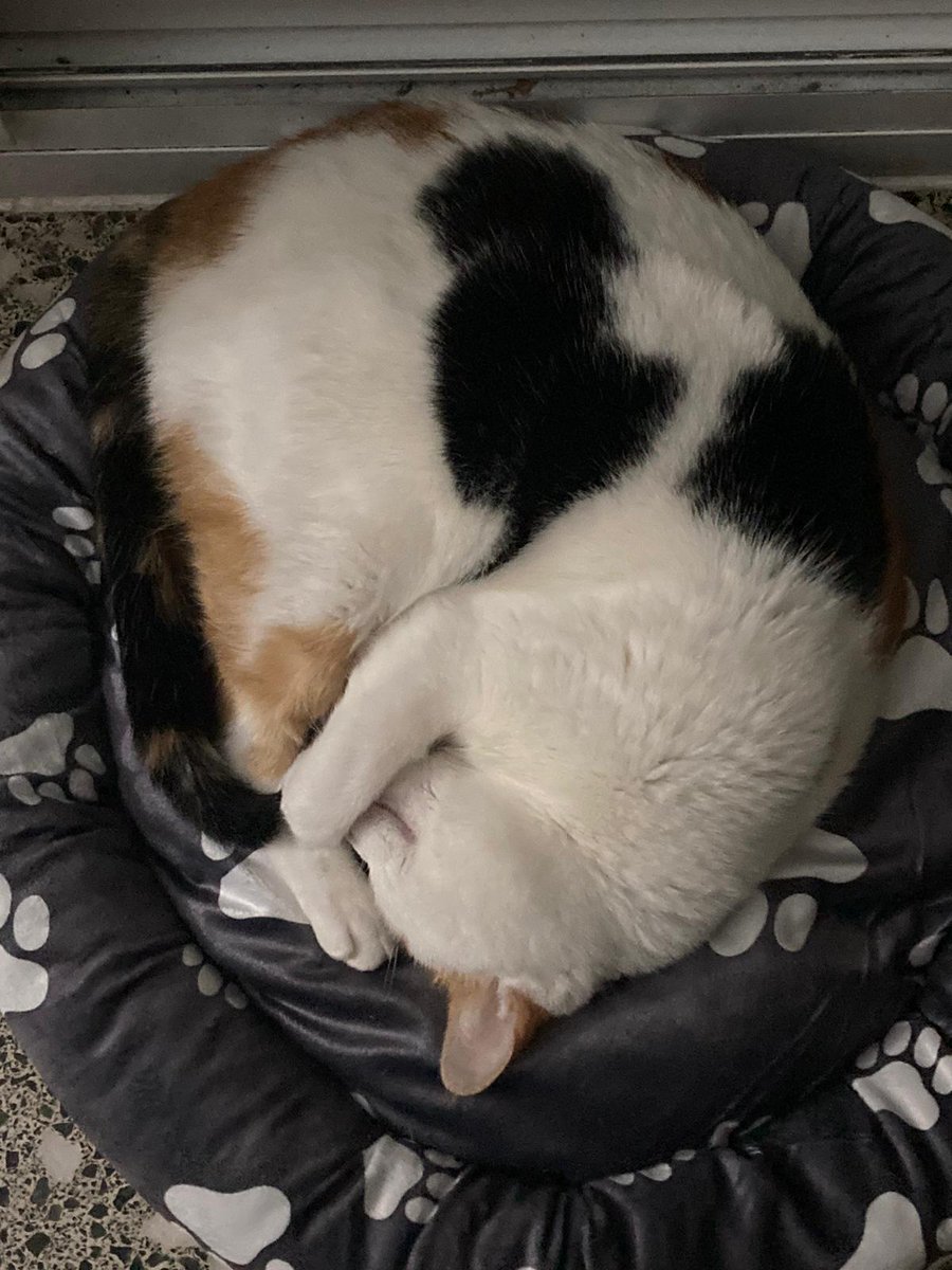4catsVLC's tweet photo. Si ella supiera que se queda sin NADA.

Lindy, tras sufrir las consecuencias de la #danavalencia  se escapa de camino a un hogar y acaba perdida en un pueblo de #Cuenca . Su acogida se acaba YA y no tenemos sitio.

#Valencia contacto 678 34 76 73

 #danavalencia#AdoptaNoCompres https://t.co/xdzyievZJD