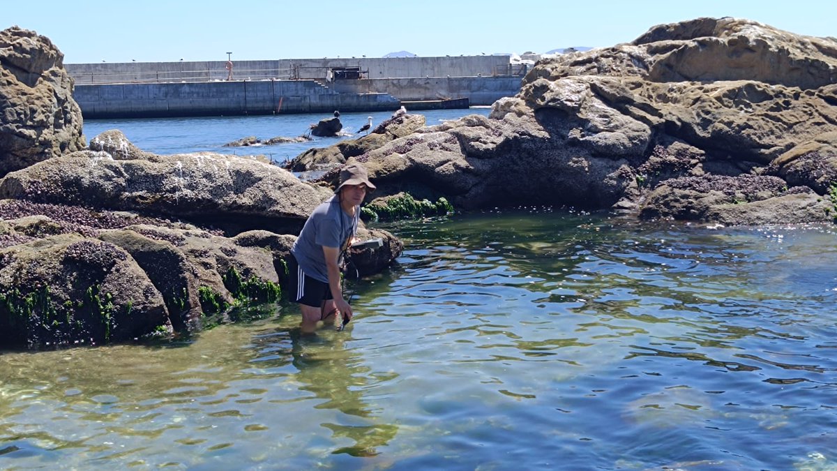 LorettoCP's tweet photo. Visita a terreno y reunión de nuestro equipo #LEBMA junto a la directiva de Caleta Pescadores para exponer avances del repoblamiento del huiro y tomar datos físico-químicos para seguir avanzando en nuestro proyecto 🌊🌞😎 @MilenioSecos @PuchuncaviMuni https://t.co/UlD4OmQ2Vp