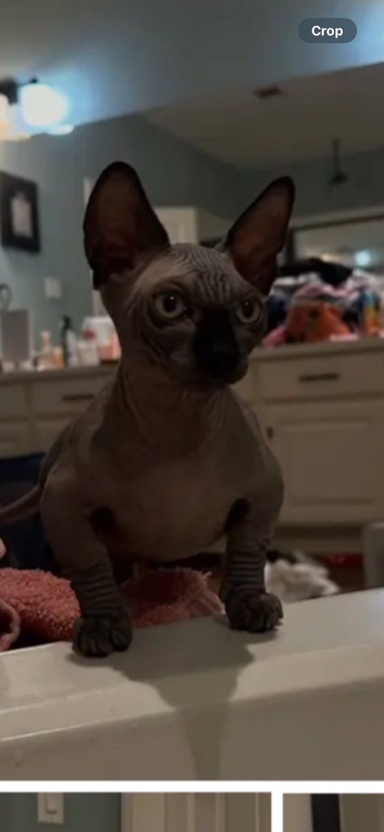 He’s coming home to big momma Sunday. Happy early birthday to me🖤