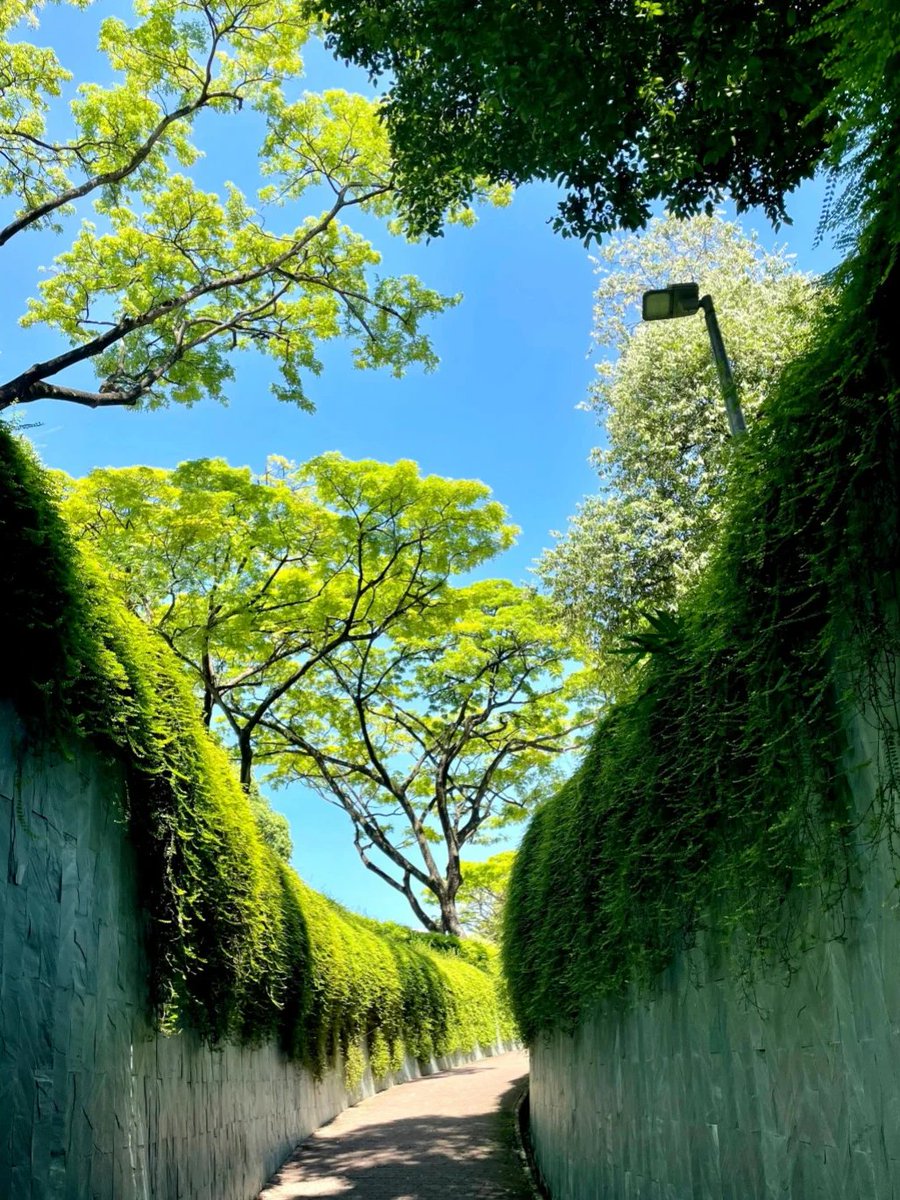 ここのエネルギー、緑の木々、静けさと美しさ。私はもともと木の穴でチェックインするつもりでしたが、私の前に20人以上の人が並んでいるとは思っていなかったので、少し残念でした。途中で立ち止まって歩いたり、山に登ったり、たくさんの緑の植物の写真を撮ったりしました。