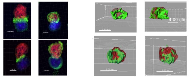SLAMF6 enables efficient attachment, synapse formation, and killing of HIV-1-infected CD4+ T cells by virus-specific CD8+ T cells <a href="/BlandineMonel/">Blandine Monel</a>
doi.org/10.1101/2025.0…
