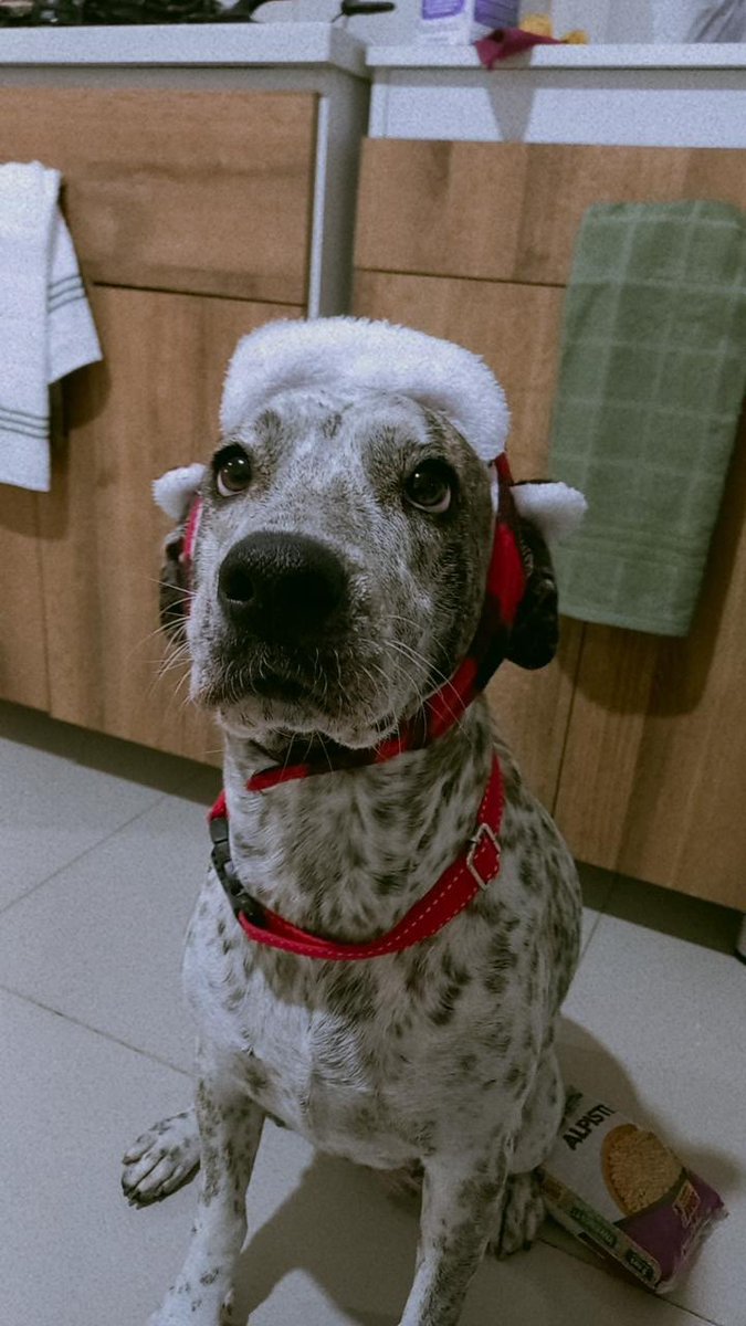 DaniPco's tweet photo. Perla, su gorrito navideño y sus ojitos llenos de amor te mandan a decir que comás mucha mierda. https://t.co/L3lNmv9mvf