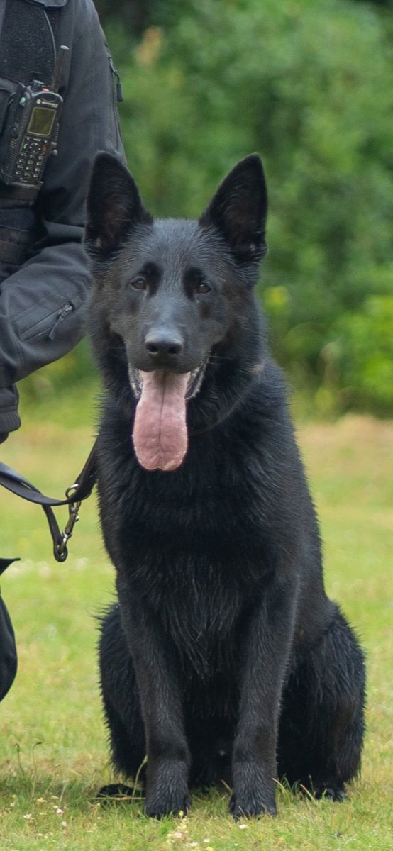 Surrey & Sussex Dogs tweet media