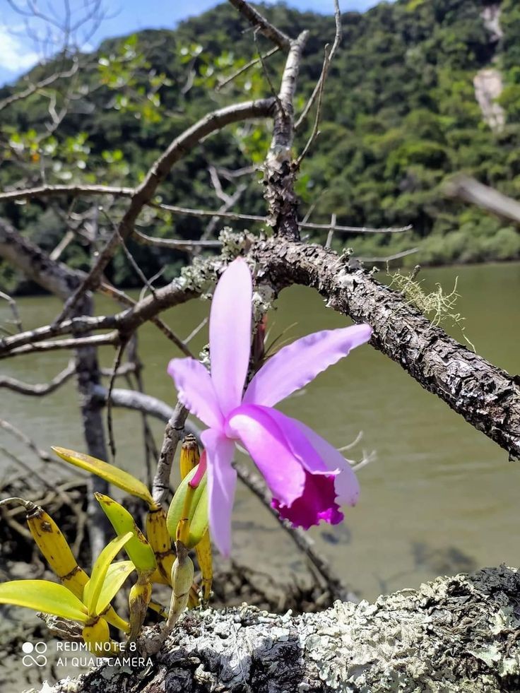 How beautiful are the #orchids that live in their natural habitat, a true spectacle of colors and beauty. ❤️
├🌱┤　 　　 🌳≻╮╭≺🌳
├🌳┤　 　　 　🌱 🌱　 
├🌿┤　 　　 　 🌱　 
├🌳┤　 　　 🌳≻╮╭≺🌳
├🌱┤　 　　 　🌱 🌱