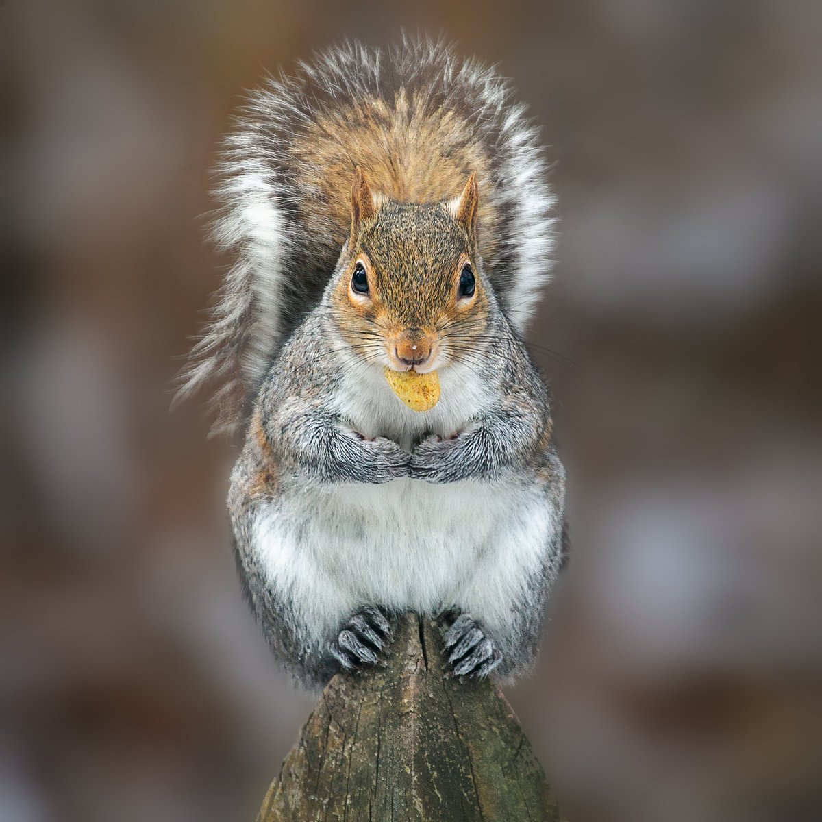 Lblankman's tweet photo. Enjoying a Peanut https://t.co/7bqNOUk1nq