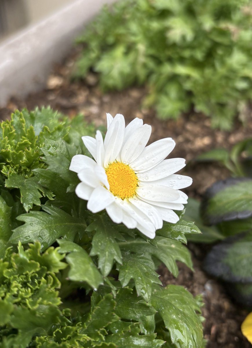 murasaki_hana_'s tweet image. おはようございます😊🌿
輪廻転生
何度も何度も
生死を繰り返し
新しい生命に生まれ変わる
ノースポール
真っ白に
汚れのない心で🙃🌿
皆様が今日も笑顔たくさんの
素敵な一日になりますように...
#SnowDaisy #NorthPole #寒白菊