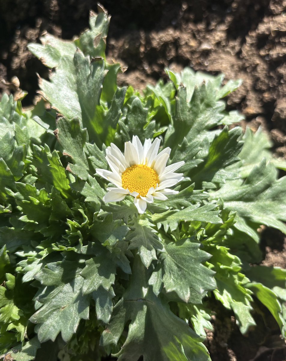 murasaki_hana_'s tweet image. おはようございます😊🌿
輪廻転生
何度も何度も
生死を繰り返し
新しい生命に生まれ変わる
ノースポール
真っ白に
汚れのない心で🙃🌿
皆様が今日も笑顔たくさんの
素敵な一日になりますように...
#SnowDaisy #NorthPole #寒白菊