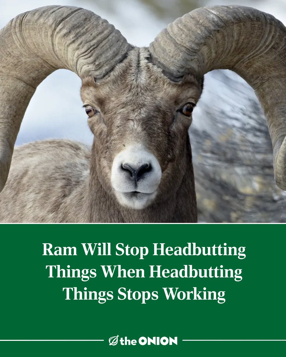 TheOnion's tweet image. Ram Will Stop Headbutting Things When Headbutting Things Stops Working
theonion.com/ram-will-stop-…