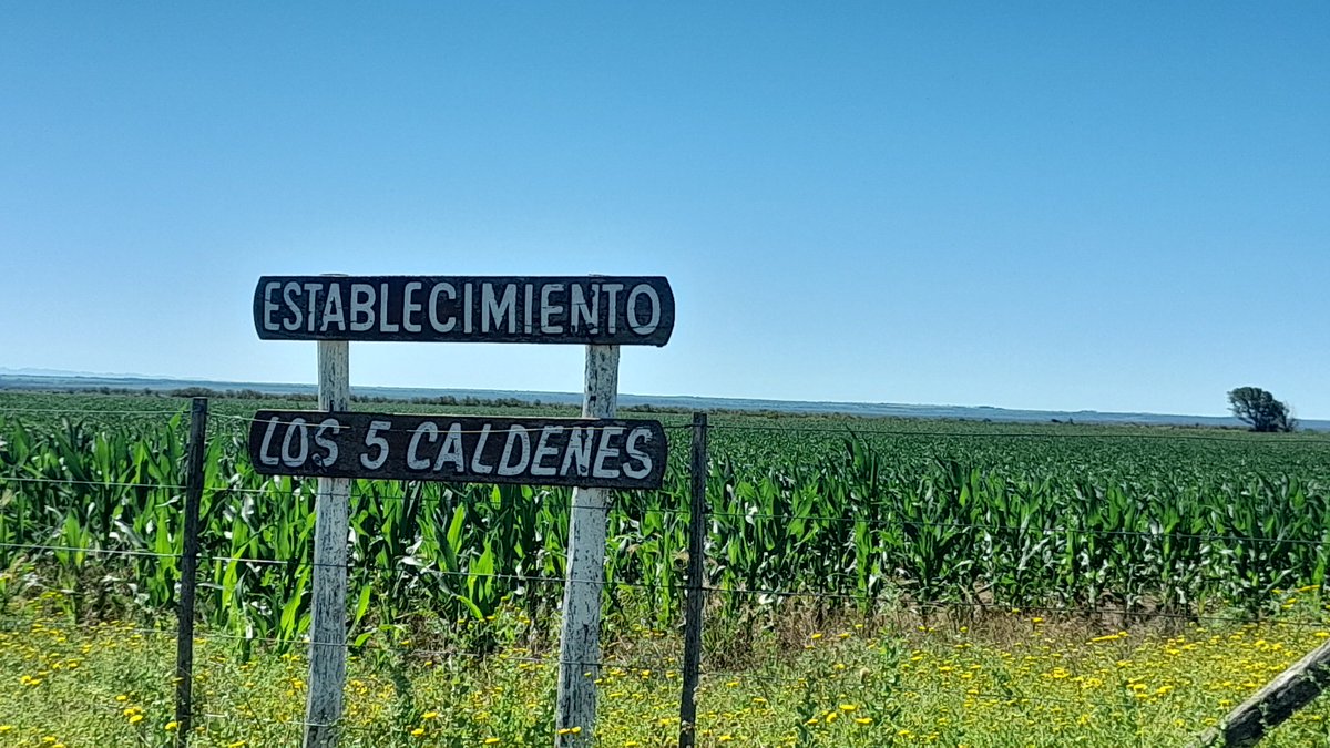 Mariano Martinez tweet media