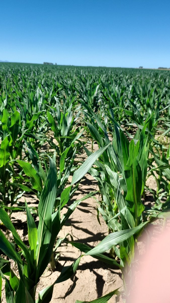 Mariano Martinez tweet media