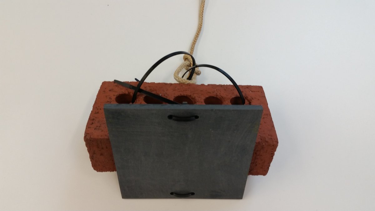 SERC Marine Invasions Research Lab tweet media