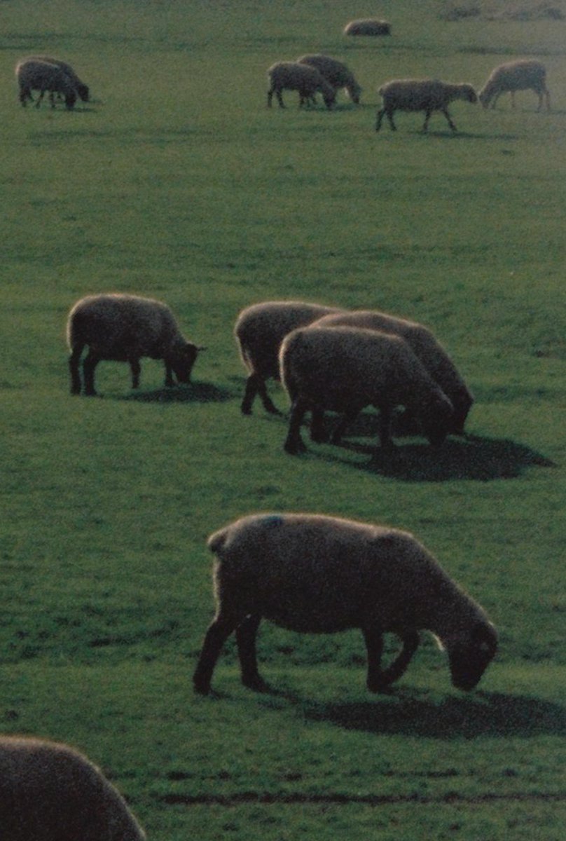 Sou (sad sad version) tweet media