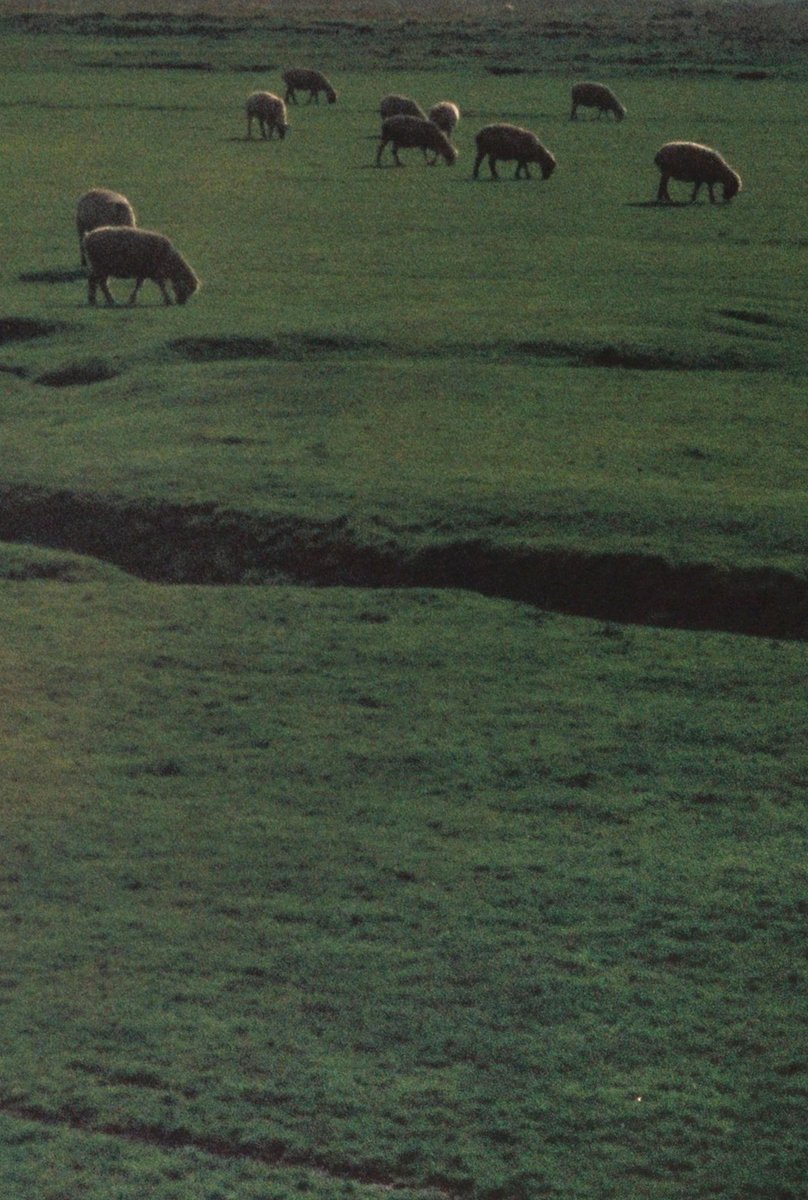 Sou (sad sad version) tweet media