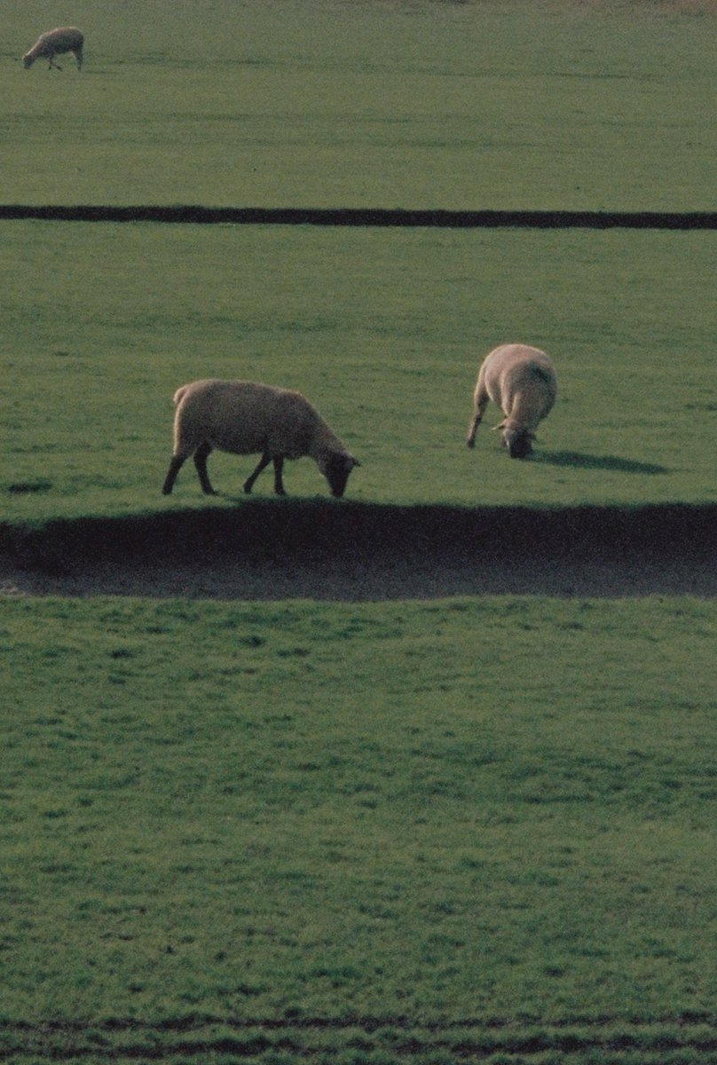 Sou (sad sad version) tweet media