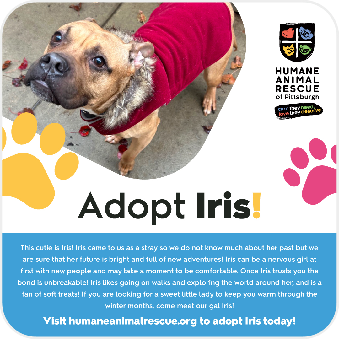 CarShop US tweet media