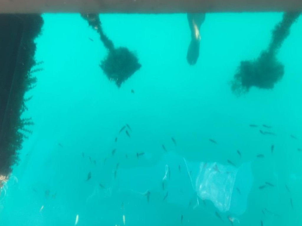 SERC Marine Invasions Research Lab tweet media