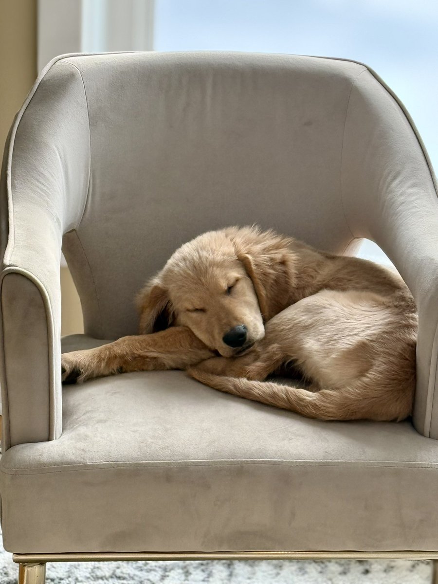 ChanceTheGolden's tweet photo. I have claimed this chair in my Moms office. I protect her. I watch traffic. I take naps. Itโs pretty intense.
#workingdog #watchdog #nappingdog #cutedog #adventureswithchance #chancethegolden https://t.co/ZFjwmh0vMK